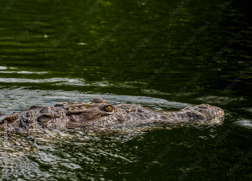 Crocodile smimming in the Black River, Saint Elizabeth Parish, Jamaica, West Indies, Caribbean, Central America Crocodile smimming in the Black River, Saint Elizabeth Parish, Jamaica, West Indies, Caribbean, Central America