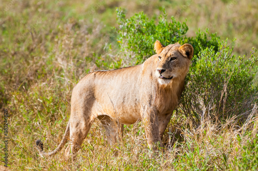 One young male lion (Panthera leo), Tsavo East National Park, Kenya One young male lion (Panthera leo), Tsavo East National Park, Kenya