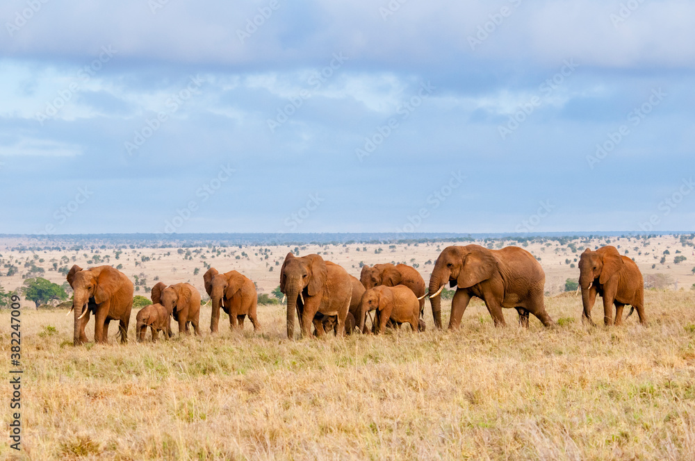 Herd of Elephants (Loxodonta africana), Taita Hills Wildlife Sanctuary, Kenya Herd of Elephants (Loxodonta africana), Taita Hills Wildlife Sanctuary, Kenya