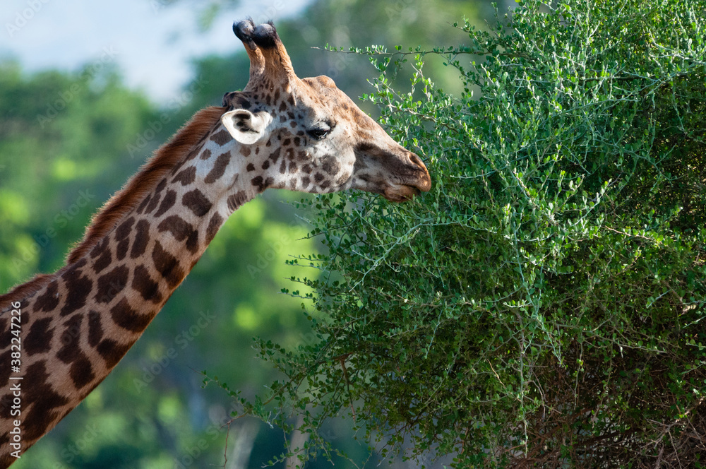 Male Maasai giraffe (Giraffa tippelskirchi), Tsavo East National Park, Kenya Male Maasai giraffe (Giraffa tippelskirchi), Tsavo East National Park, Kenya