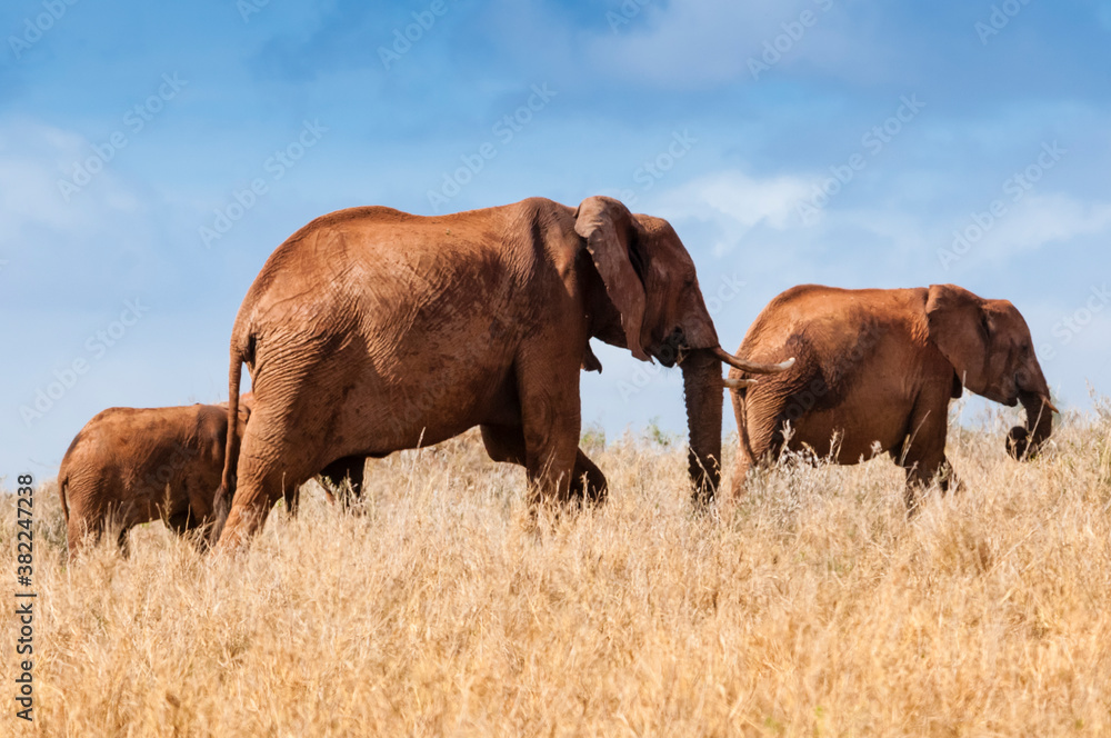 Herd of Elephants (Loxodonta africana), Taita Hills Wildlife Sanctuary, Kenya Herd of Elephants (Loxodonta africana), Taita Hills Wildlife Sanctuary, Kenya