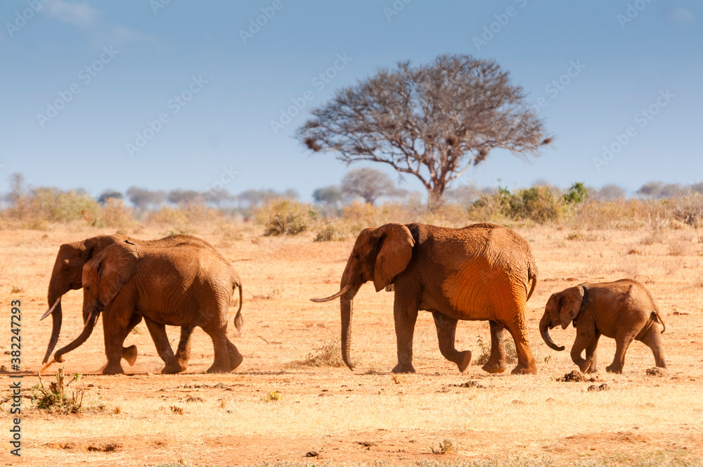 Elephants (Loxodonta africana), Tsavo East National Park, Kenya Elephants (Loxodonta africana), Tsavo East National Park, Kenya