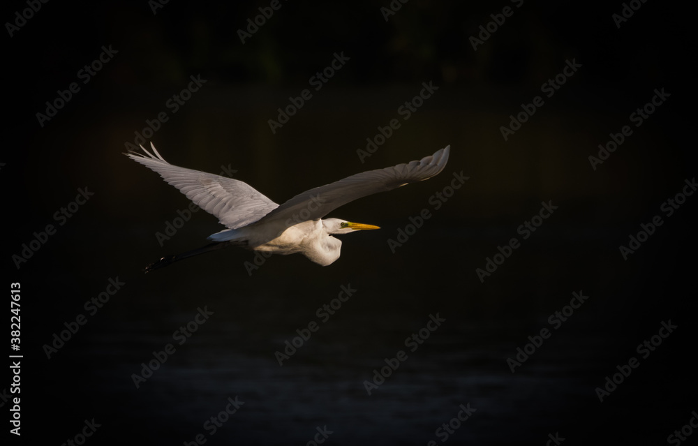 Fototapeta premium 1