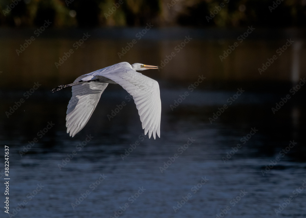 Fototapeta premium 1