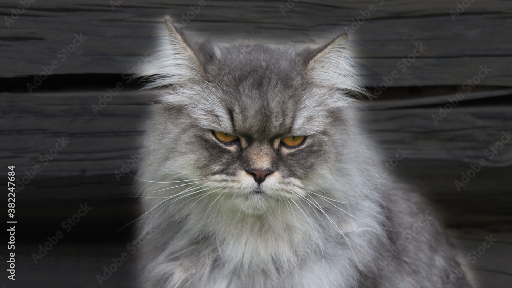 Cat Cat