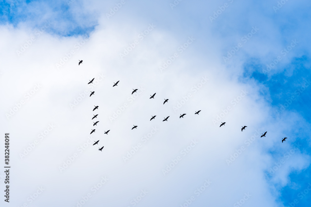 Wild geese gather in flocks to fly to the south, north of Russia Wild geese gather in flocks to fly to the south, north of Russia