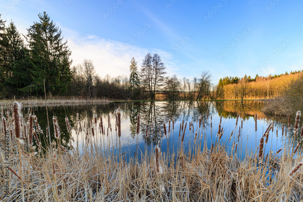 Reed alongside pond in the warm morging sun, Thuringia