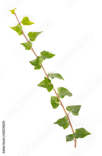 Green ivy leaves isolated