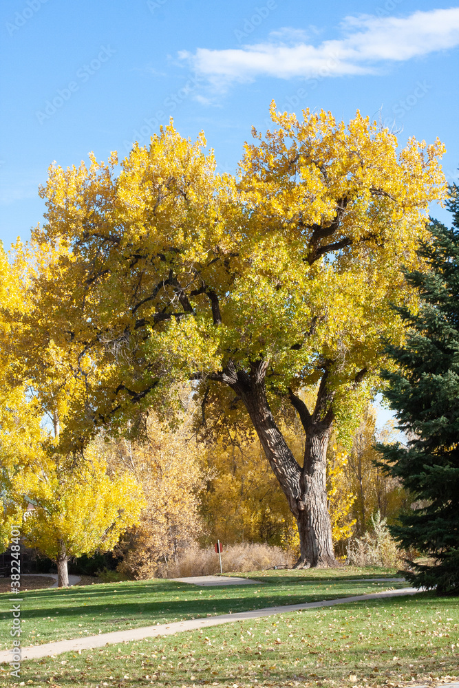 Naklejka premium Tree with Fall foliage