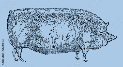 Extinct Suffolk pig breed in side view isolated on a light blue background, after an antique illustration from the 19th century. Editable in layers