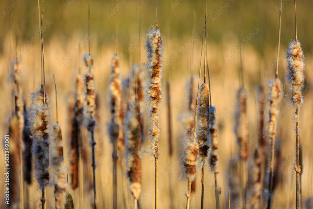 Fototapeta premium Reed alongside pond in the warm morging sun, Thuringia