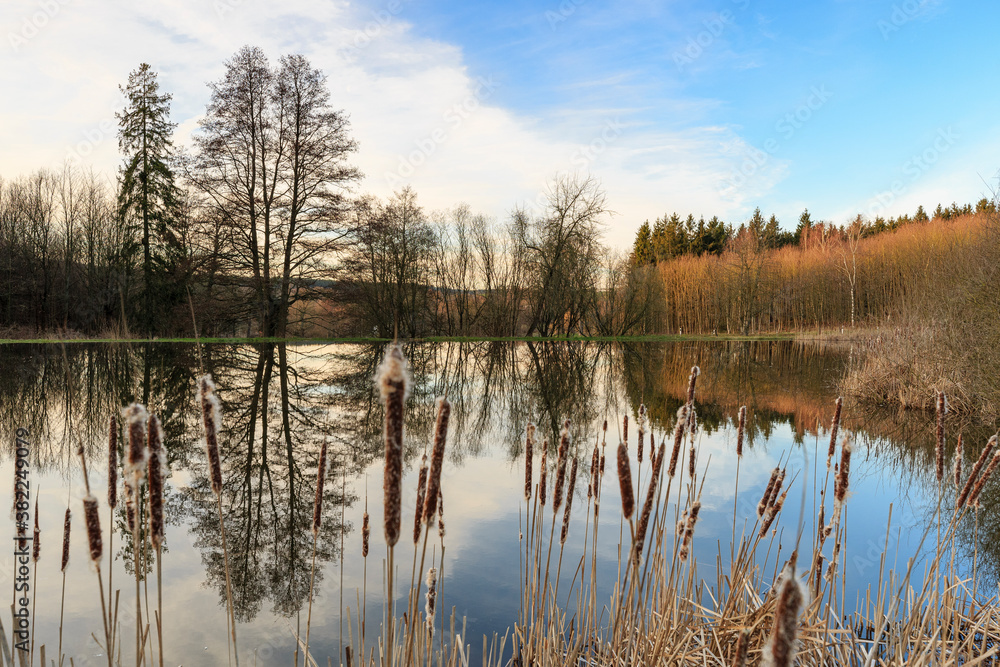 Reed alongside pond in the warm morging sun, Thuringia Reed alongside pond in the warm morging sun, Thuringia