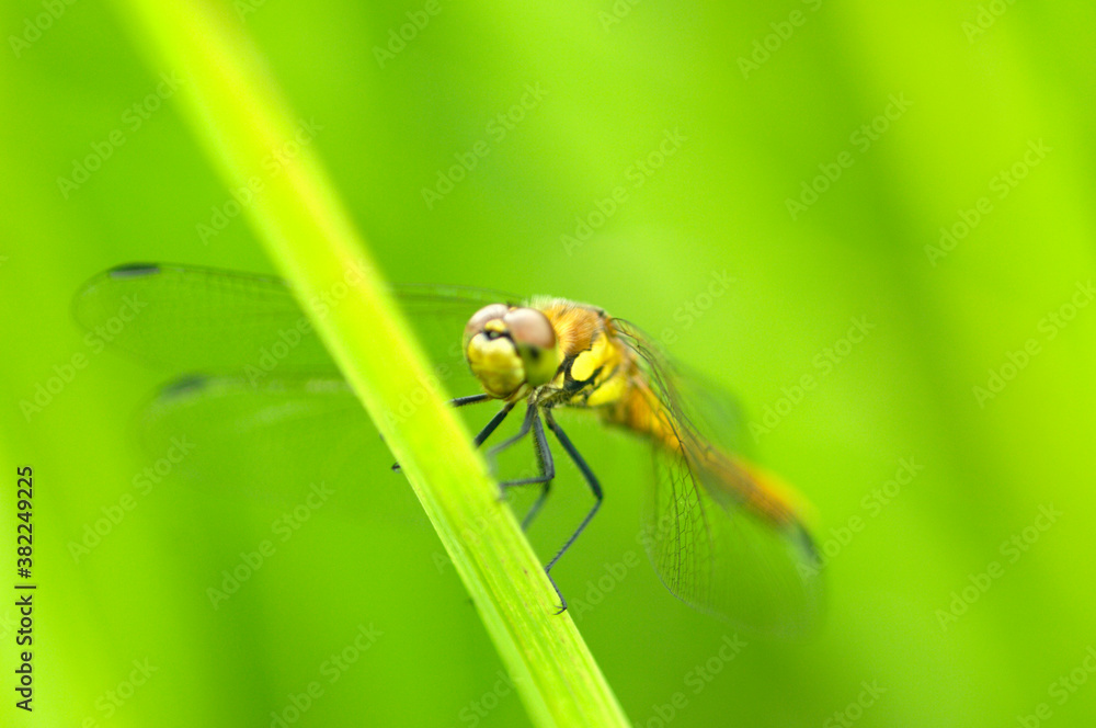 Naklejka premium とんぼ