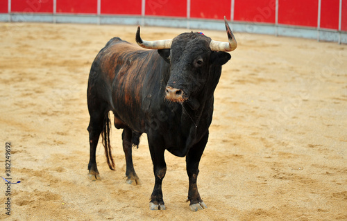 toro español en una corrida de toros