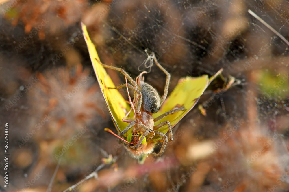 Labyrinthspinne (Agelena labyrinthica) mit erbeutetem Schmetterling