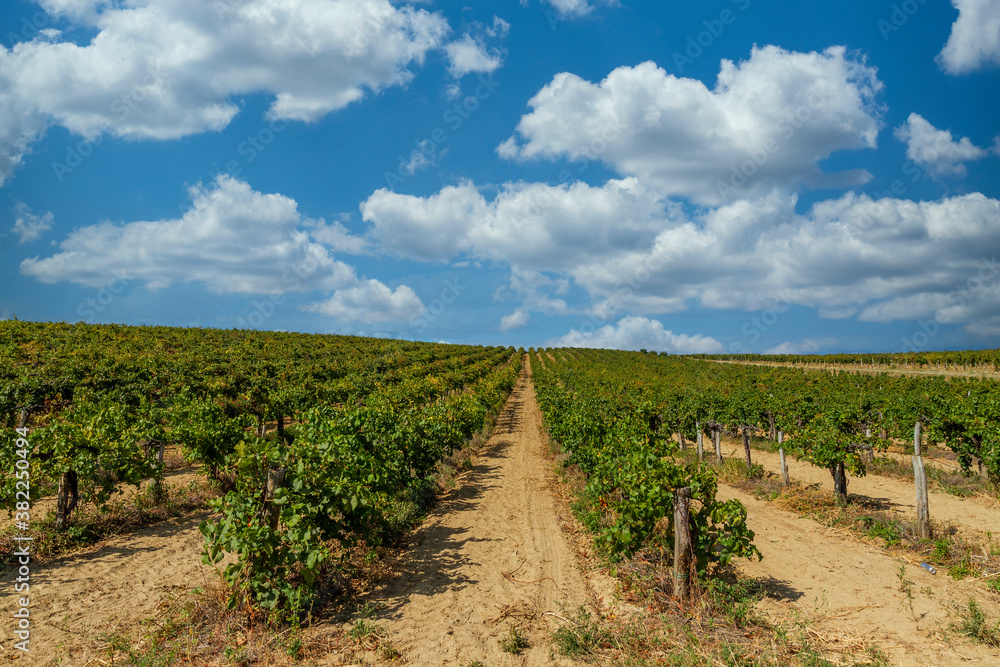 Beautiful grapevine rows in Austria in a sunny day