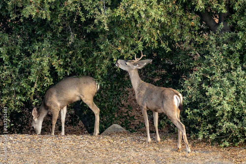 Fototapeta premium Foraging deer 1