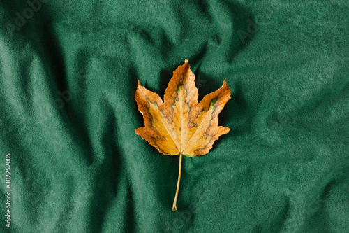 Autumn yellow leaf with green velvet background. Minimal fall season flat lay creative concept.