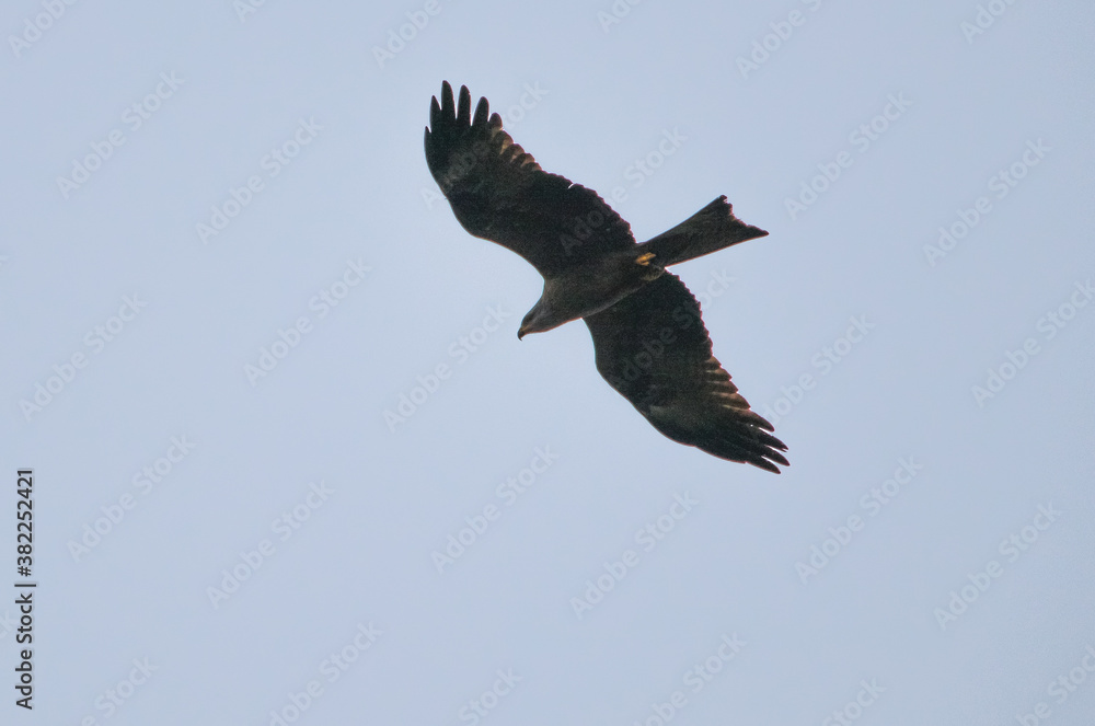 Fototapeta premium 1