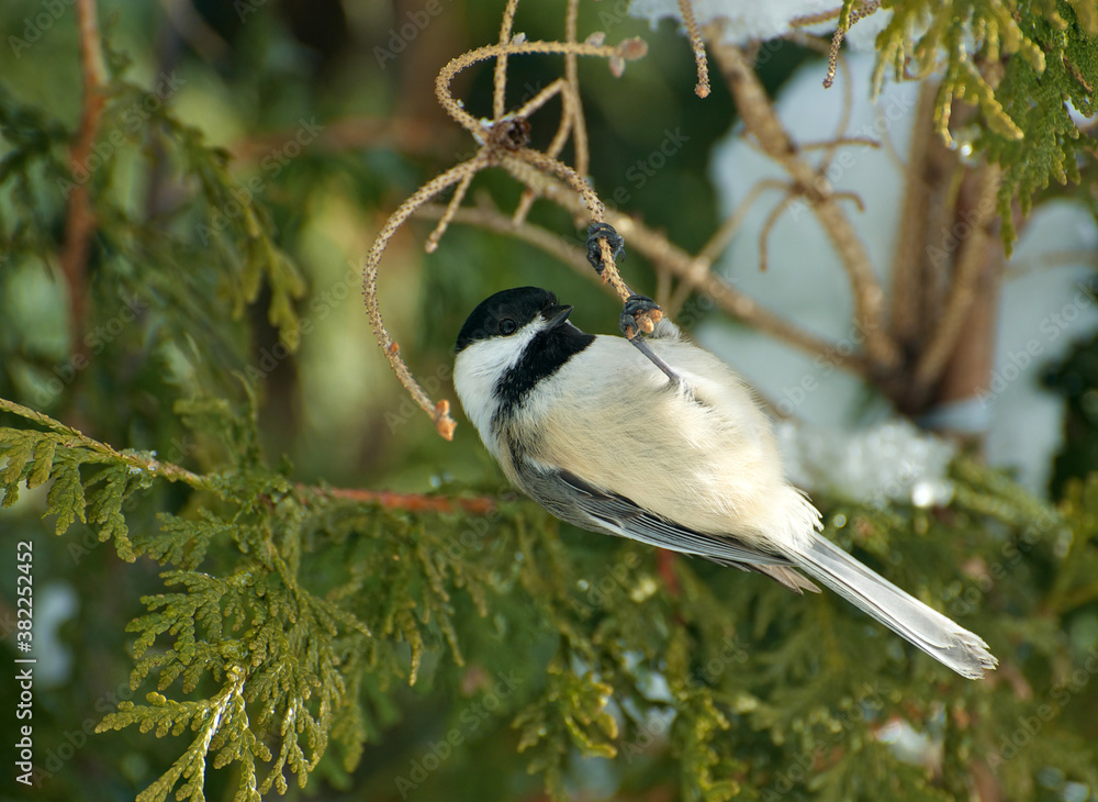Obraz premium Chickadee hanging upside down from a branch in winter.
