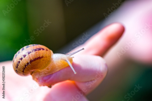 Snail farm. Industrial cultivation of edible mollusks of the species Helix aspersa muller or Cornu aspersum. The snail crawls on the finger.