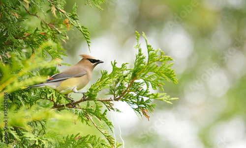 Cedar waxwing in Spring.