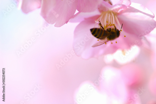 カワヅサクラとミツバチ