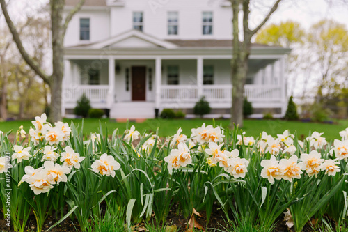 Wallpaper Mural Daffodils in Spring Torontodigital.ca