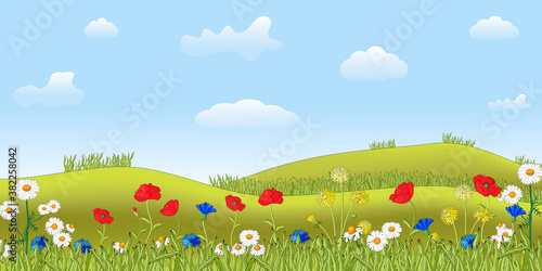 Summer meadow with wild flowers.Poppies, cornflowers, daisies and dandelions are used.Can be used as a postcard or banner.