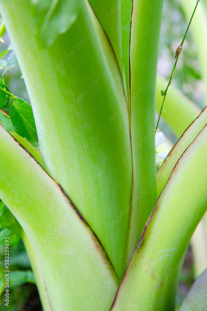Obraz premium バナナの葉