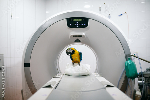 veterinarians doing an MRI to a macaw in a veterinary clinic in Madrid photo