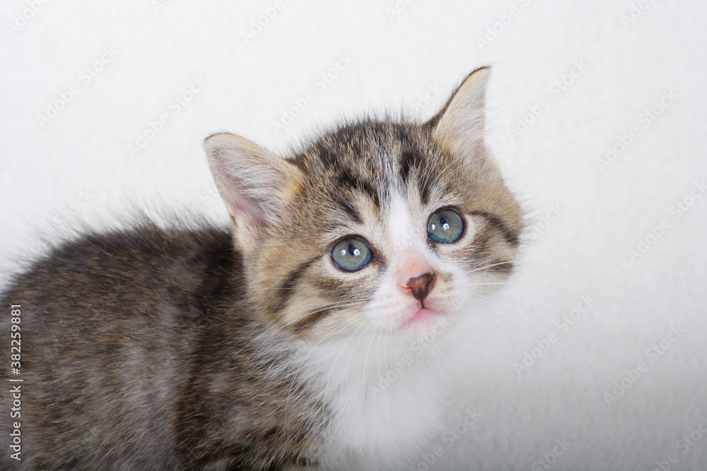 子猫 子猫