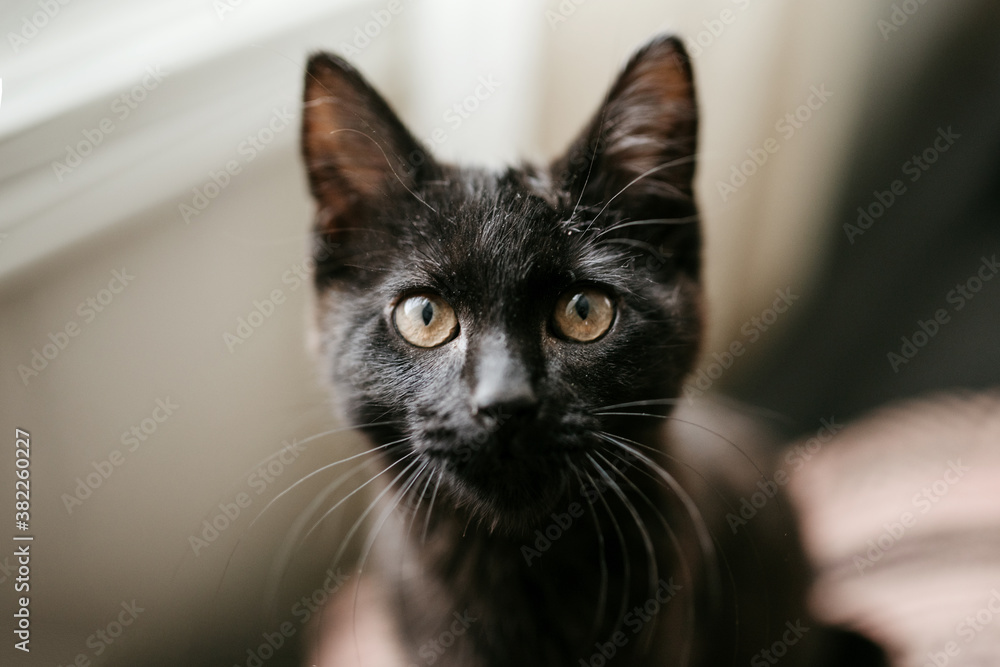 kitten looking at camera kitten looking at camera
