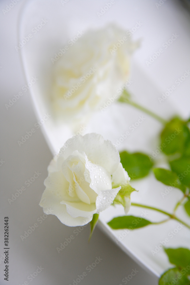Fototapeta premium 白いバラ