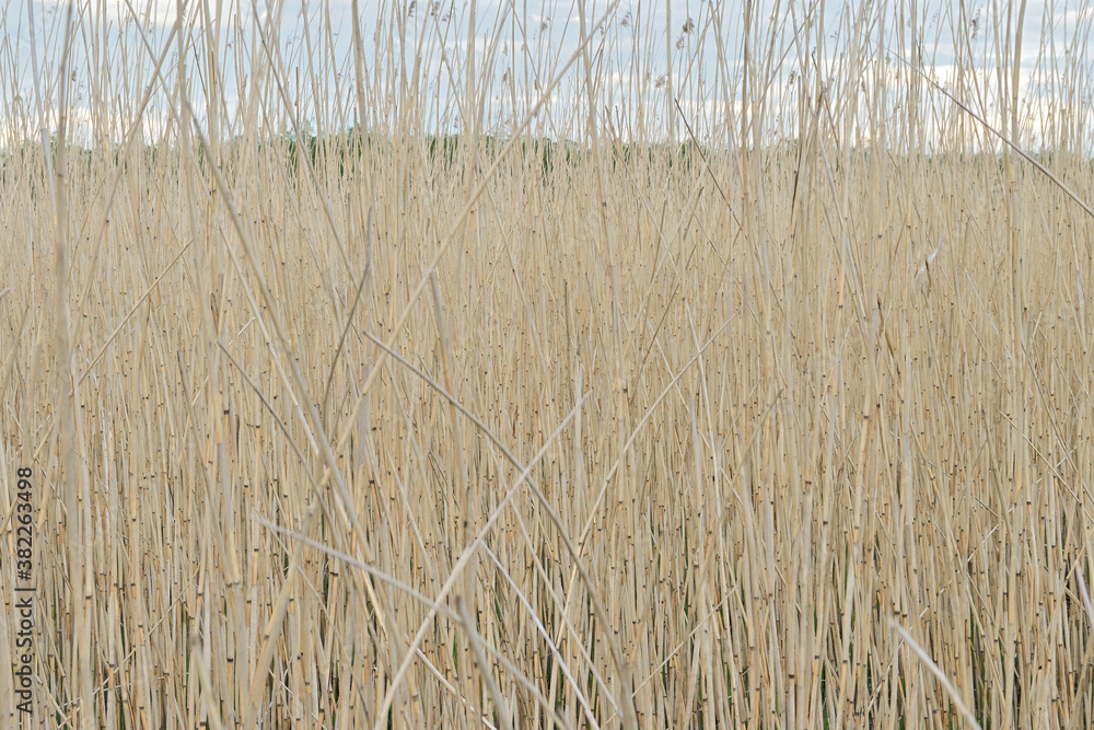 Fototapeta premium Dry reed wall. Autumn cloudy evening