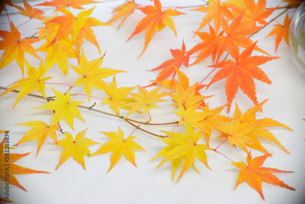 紅葉