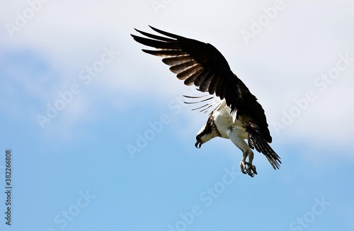 Osprey - It is a large raptor, reaching more than 60 cm in length and 180 cm across the wings.	