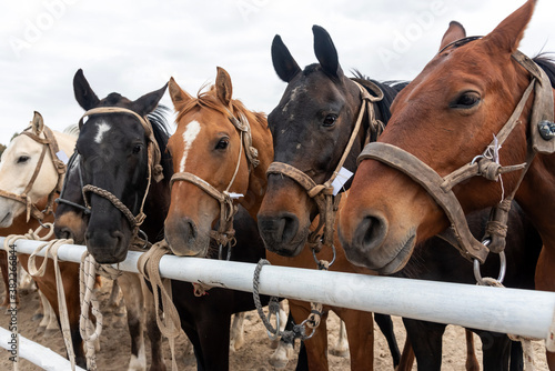 Tethered horses photo