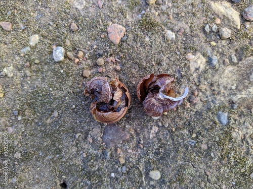 two snails with broken shells in the autumn season closeup top view