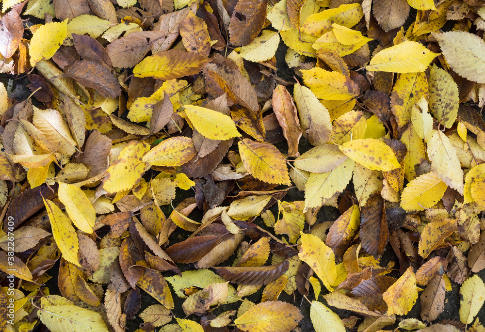 Yellow and brown leaves fallen from a tree lie on the ground, top view.