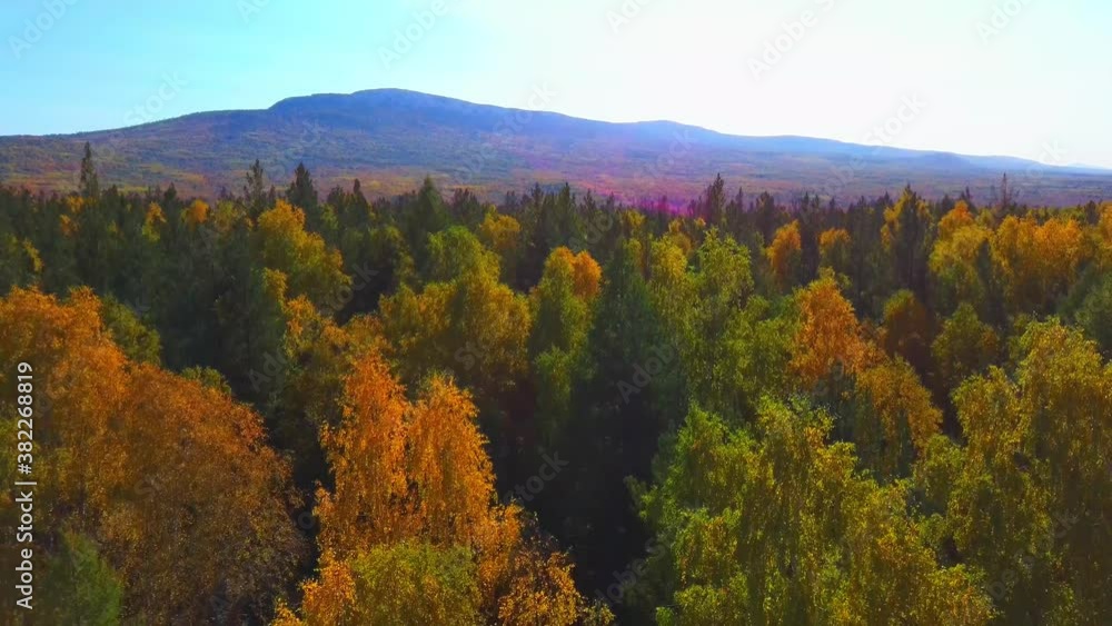 Aerial video of beautiful mountain autumn forest. Aerial video of beautiful mountain autumn forest.