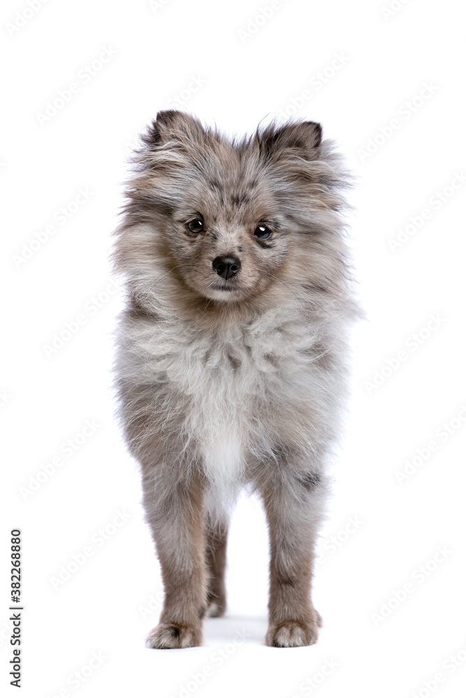 Blue Merle Pomeranian Blue Merle Pomeranian