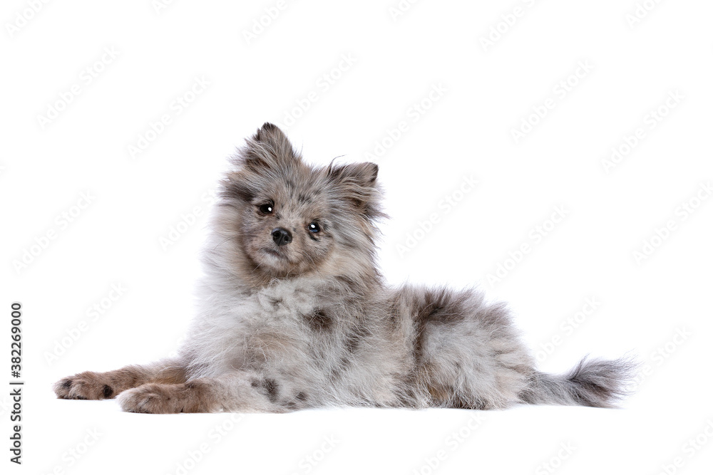 Blue merle pomchi deals