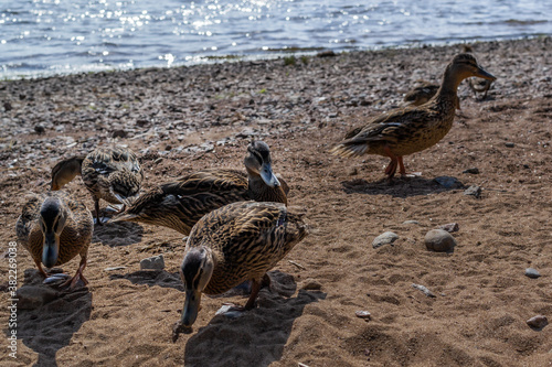 Beautiful birds  brown ducks walk on sandy pebble coast. Ripples in blue sea with sparkle from sun light. Animals with feathers. Shadows on shore  sand. Summer nature