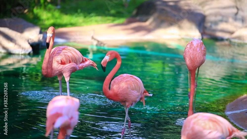 Flamingos birds in Honolulu Zoo Oahu Hawaii. Flamingoes are a type of wading bird in the family Phoenicopteridae, which is the only extant family in the order Phoenicopteriformes. Flamboyanc
