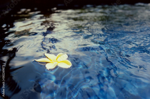 Frangipani flower in the water photo