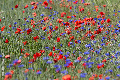 Field of nature full of summer flowers