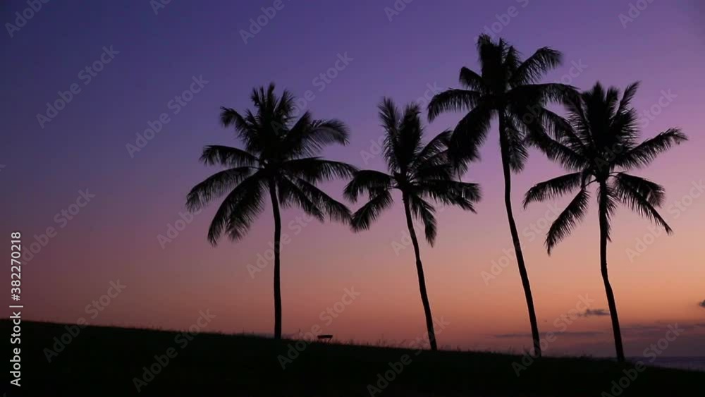 Silhouette Of Girl walking by palm trees at sunset,Kakaako Waterfront Park, Oahu, Hawaii Silhouette Of Girl walking by palm trees at sunset,Kakaako Waterfront Park, Oahu, Hawaii