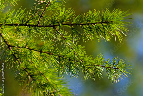 Larix decidua green branches (European larch tree) photo