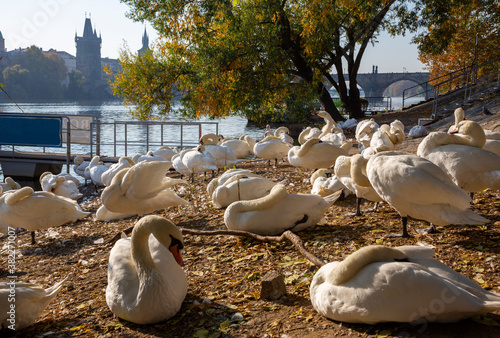 Prague - The Charles bridge and the swans on the Vltava river. photo